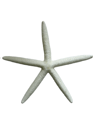 Αστερίας μπλού λευκός Νο6