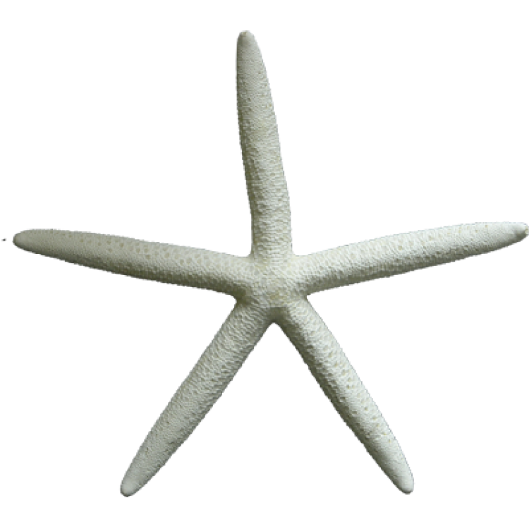 Αστερίας μπλού λευκός Νο6