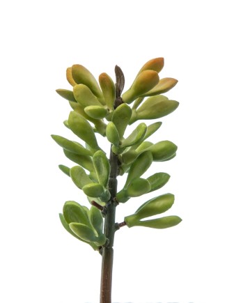 Κακτάκι συνθετικό Euphorbia 5,5x18cm