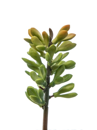 Κακτάκι συνθετικό Euphorbia 5,5x18cm
