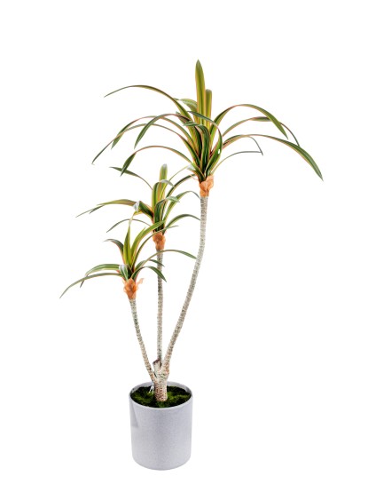 Τεχνητό φυτό Δράκαινα-φοίνικας σε κασπώ 68cm