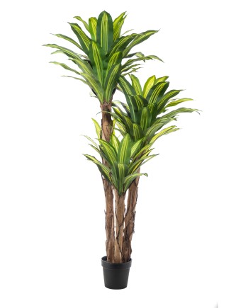 Τεχνητό φυτό σε γλάστρα Δράκαινα 170cm